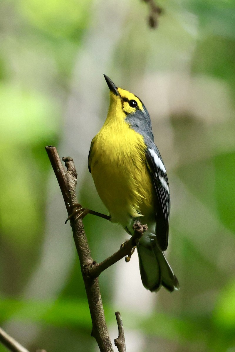 St. Lucia Warbler - ML645190487