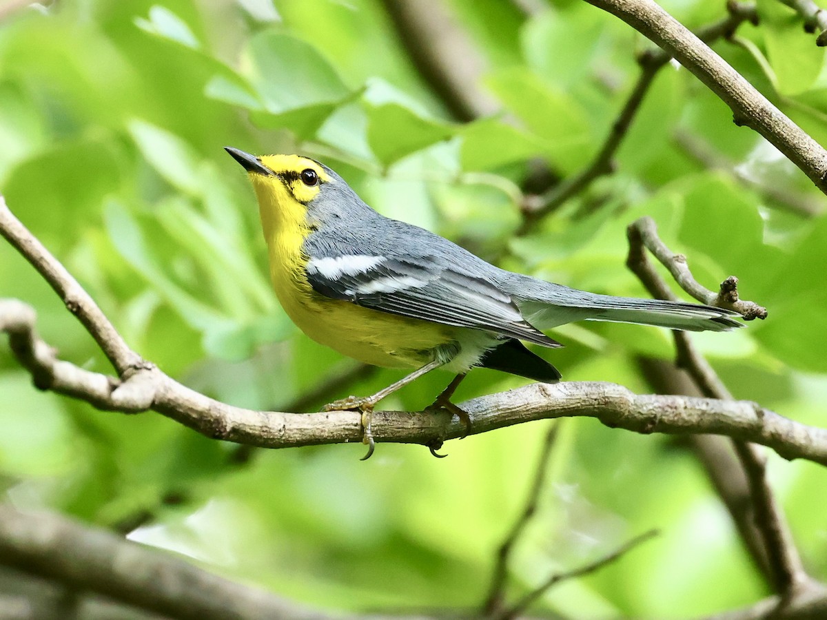 St. Lucia Warbler - ML645190488