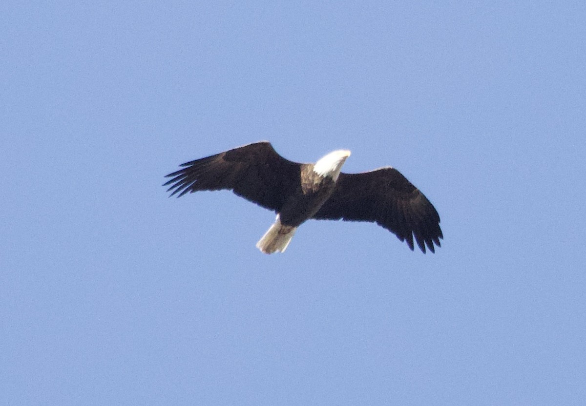 Bald Eagle - ML645190489