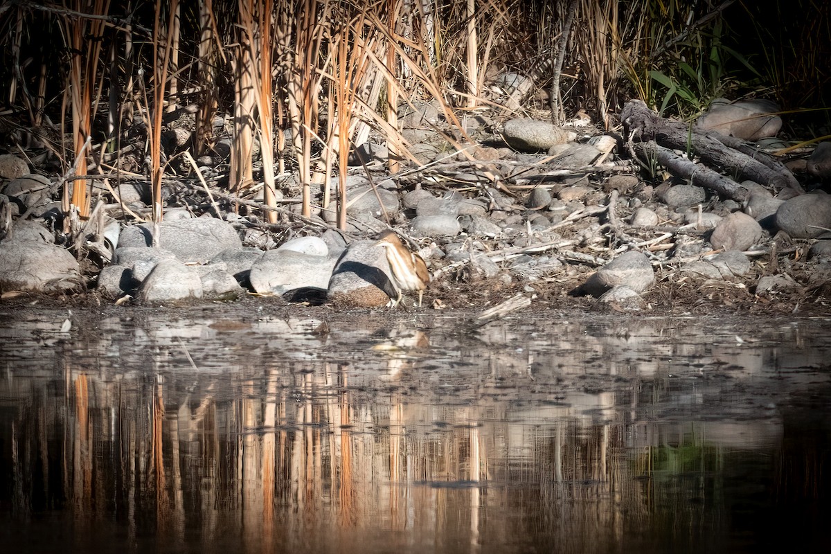 コヨシゴイ - ML645190490