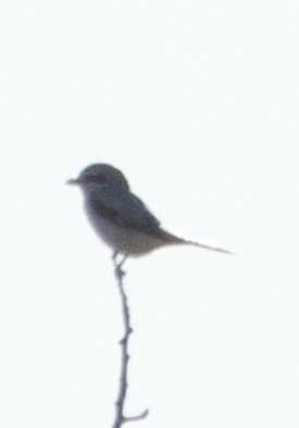 Northern Shrike - ML645190498