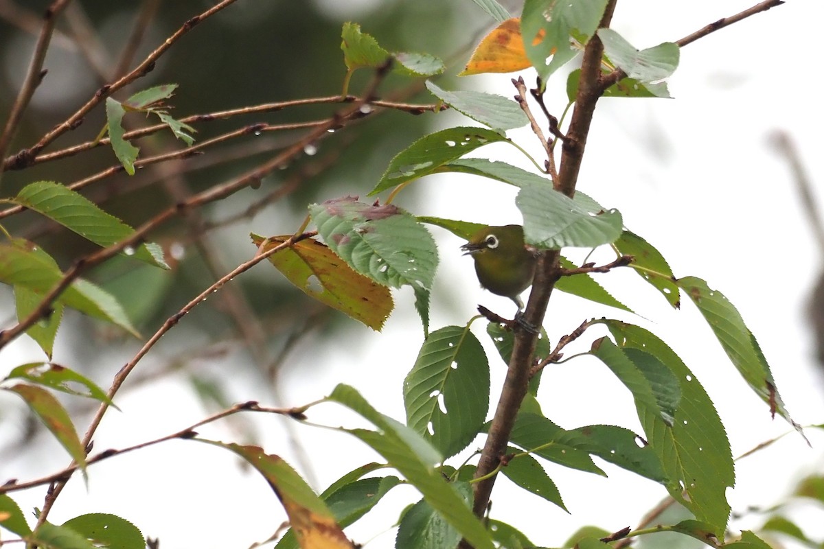 Warbling White-eye - ML645190499