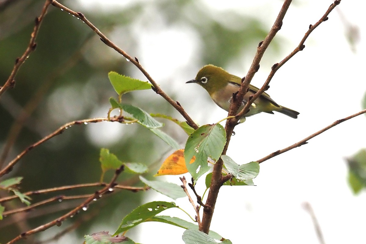 Warbling White-eye - ML645190500