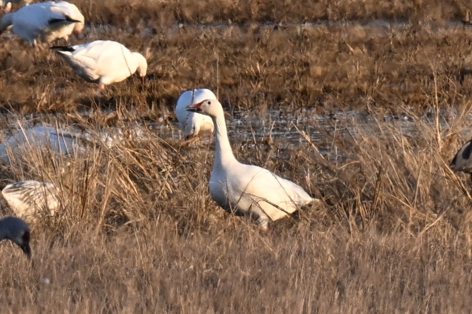Белый гусь - ML645190508