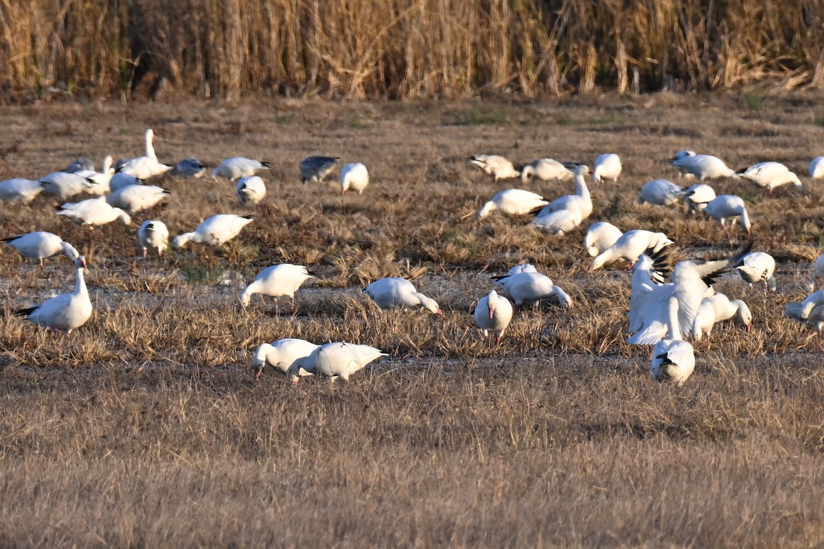 Белый гусь - ML645190509