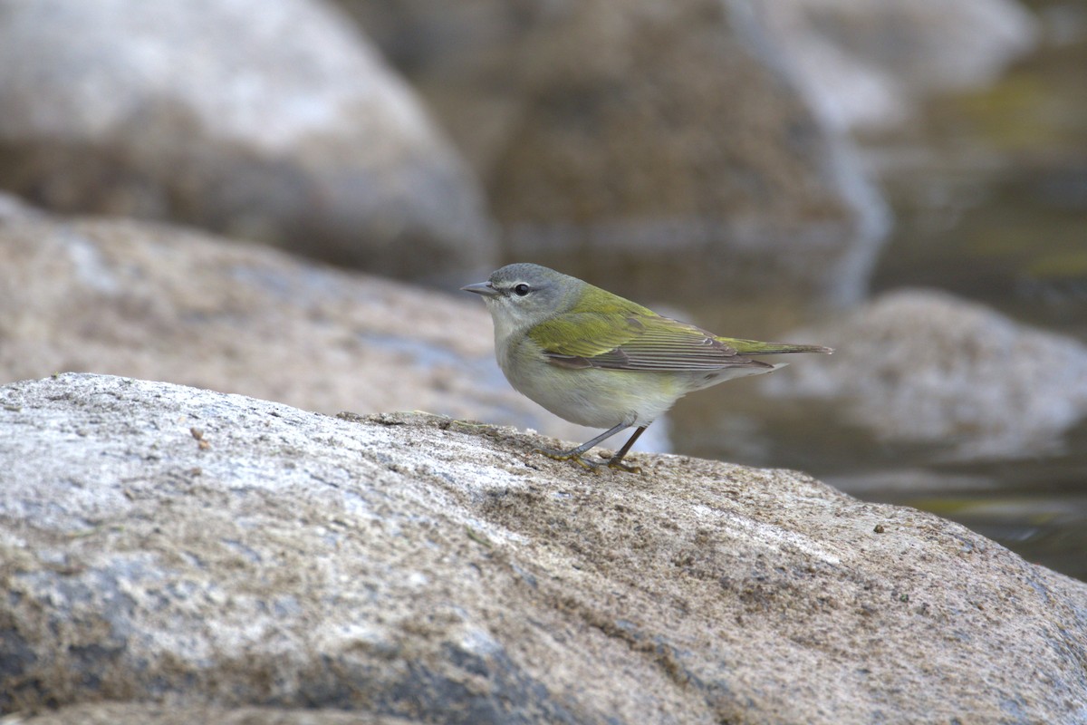 Пеночковая древесница - ML645190510