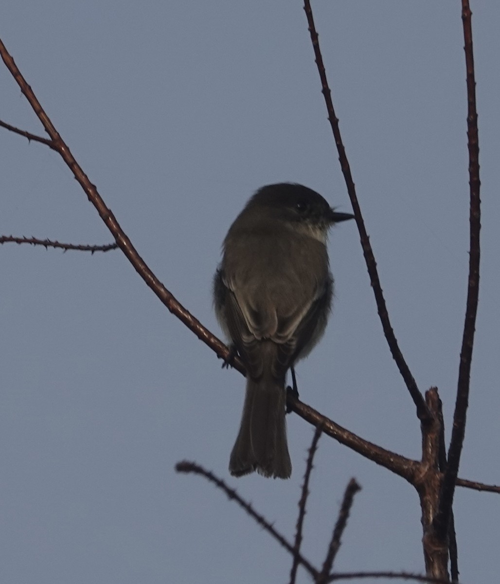 Светлобрюхий фиби - ML645190511