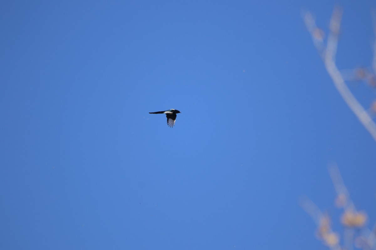 Черноклювая сорока - ML645190513