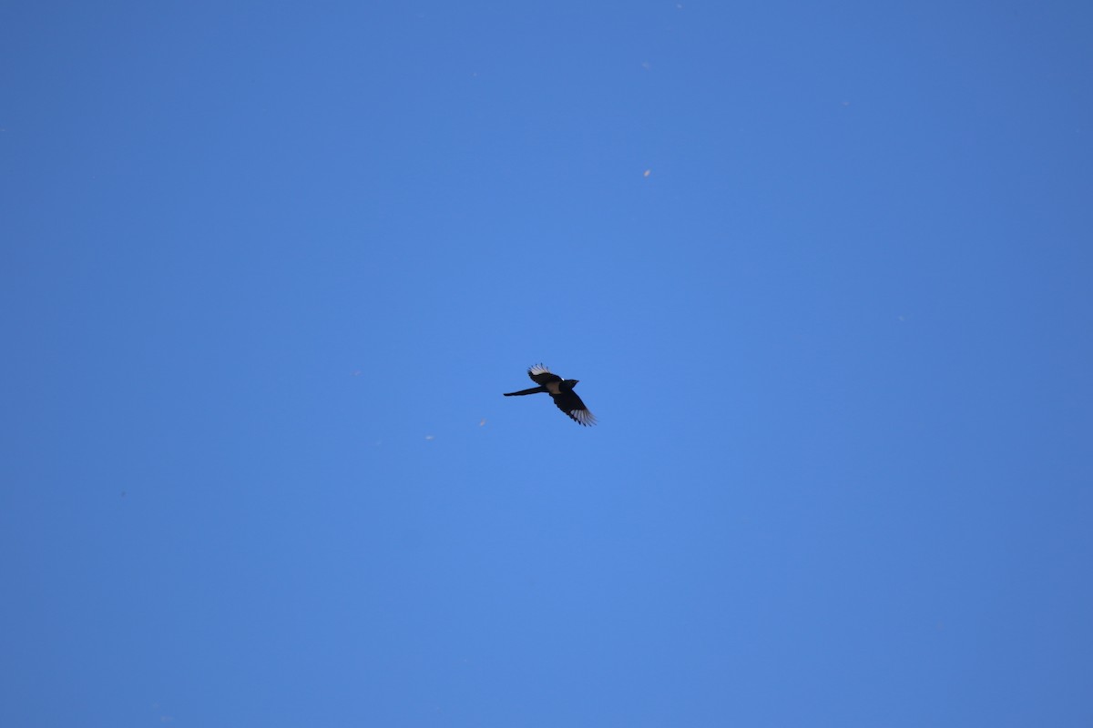 Черноклювая сорока - ML645190514