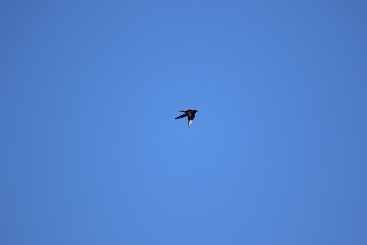 Черноклювая сорока - ML645190515