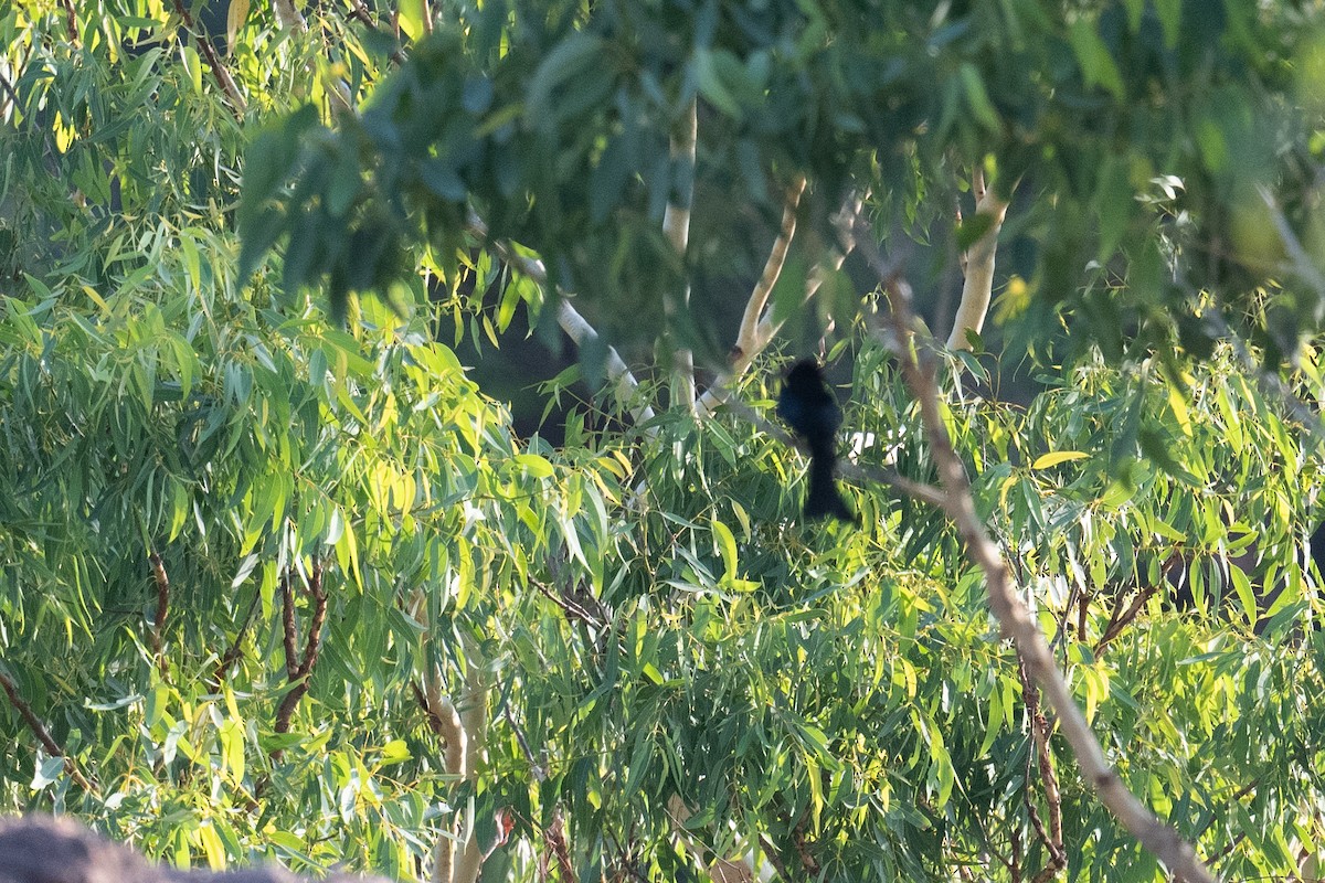 Сверкающий дронго - ML645190516