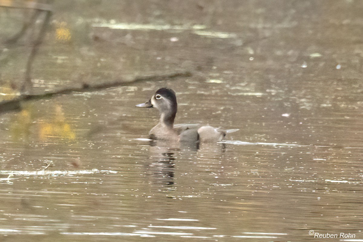 Кольчатая чернеть - ML645190517