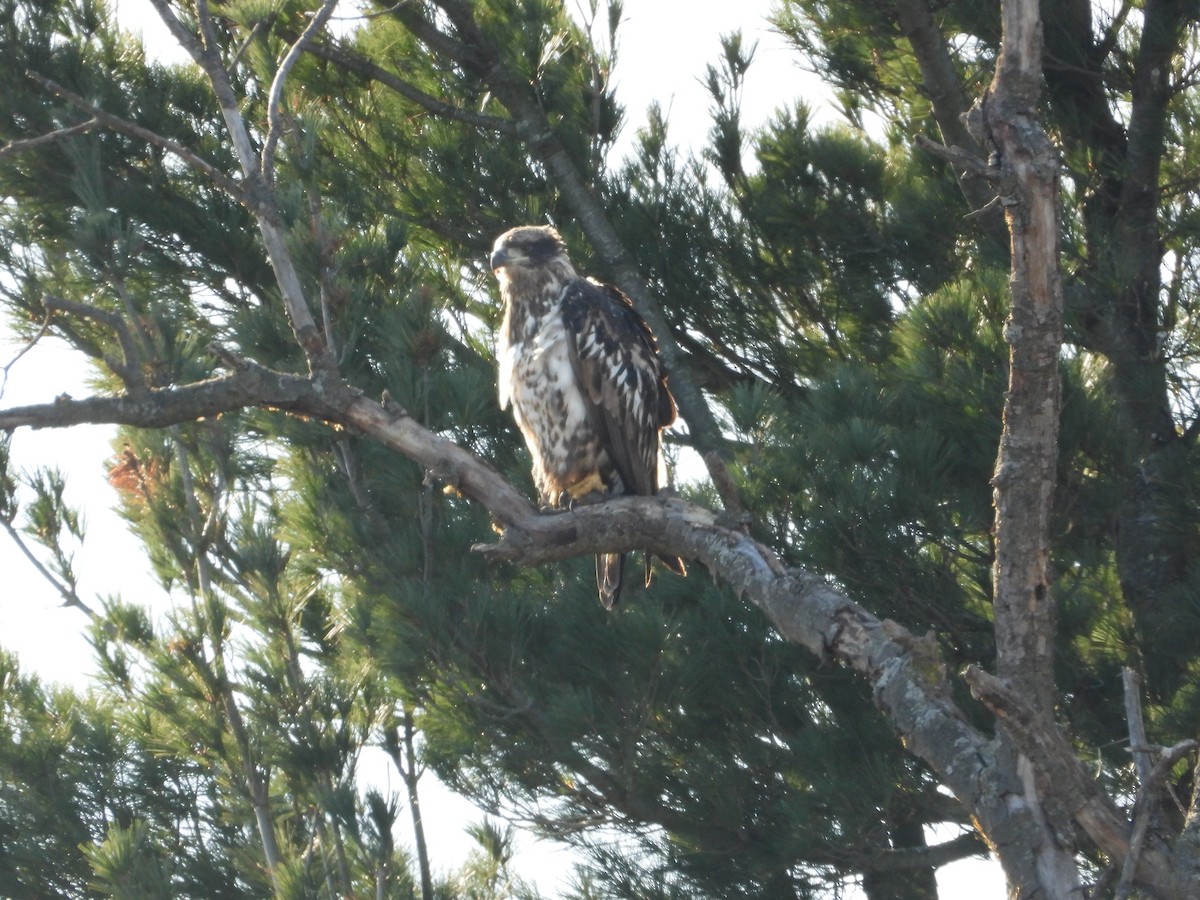 Белоголовый орлан - ML645190518