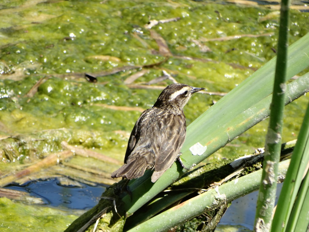 Золотистоплечий курен - ML645190519