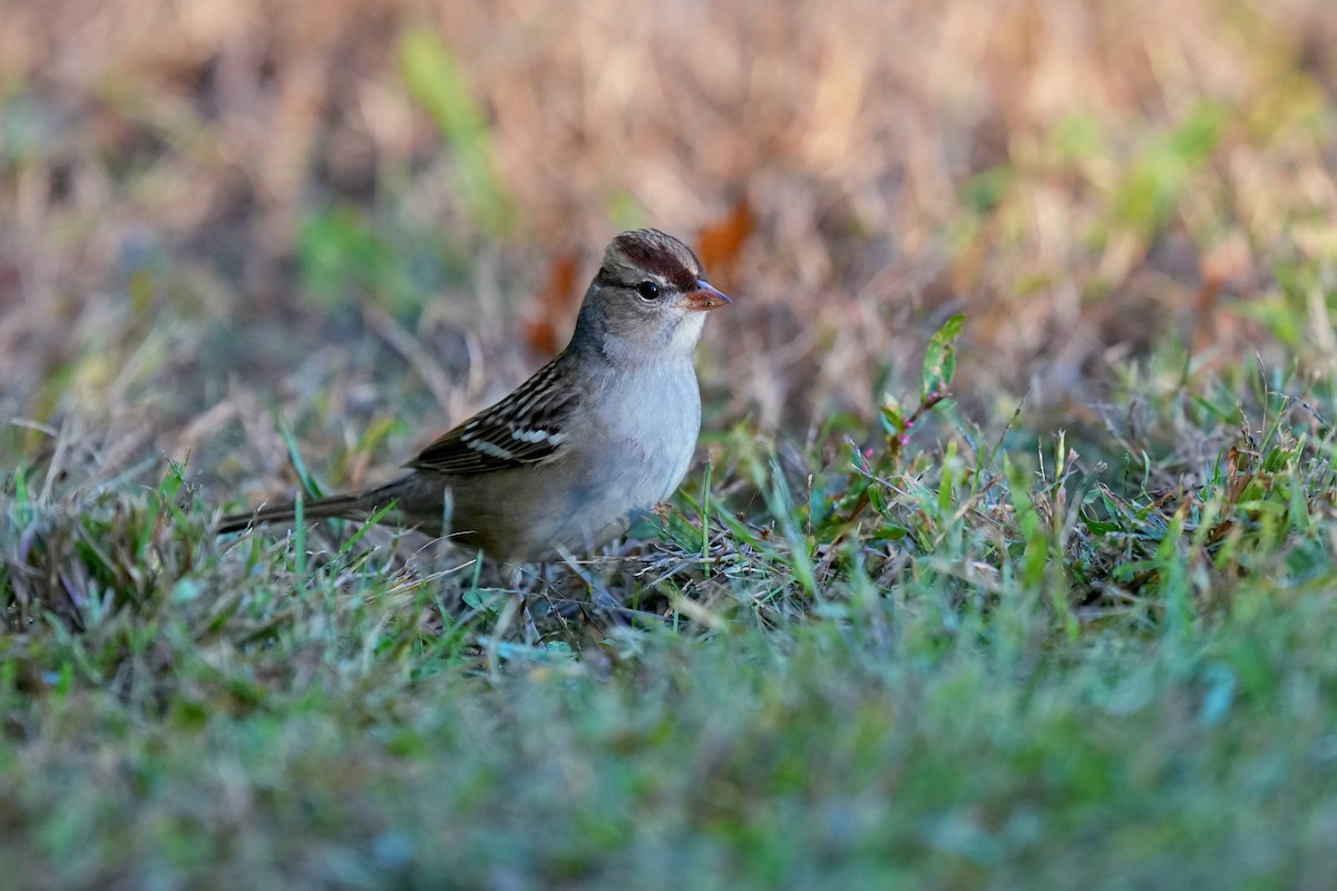 Белобровая овсянка - ML645190520