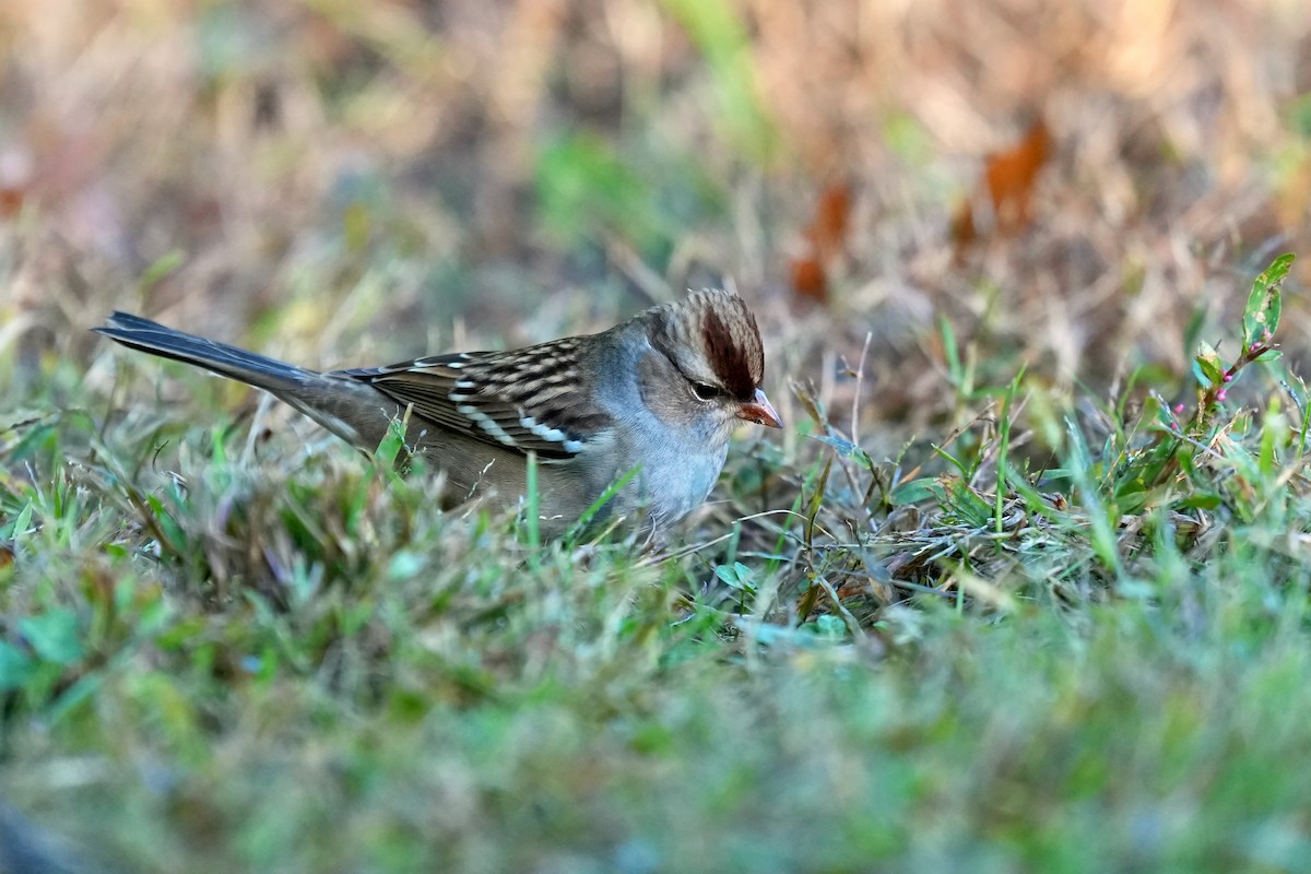 Белобровая овсянка - ML645190521