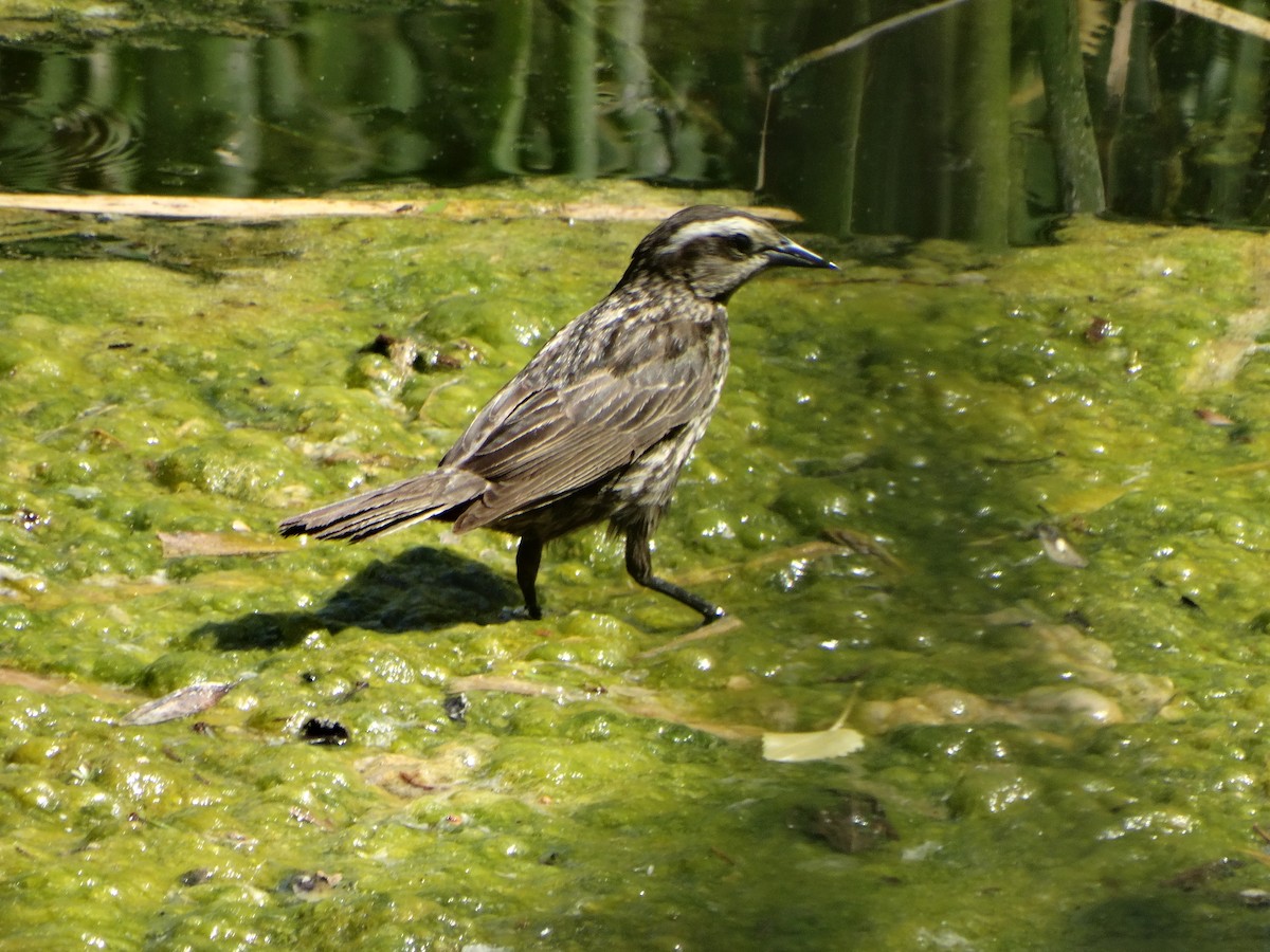 Золотистоплечий курен - ML645190522