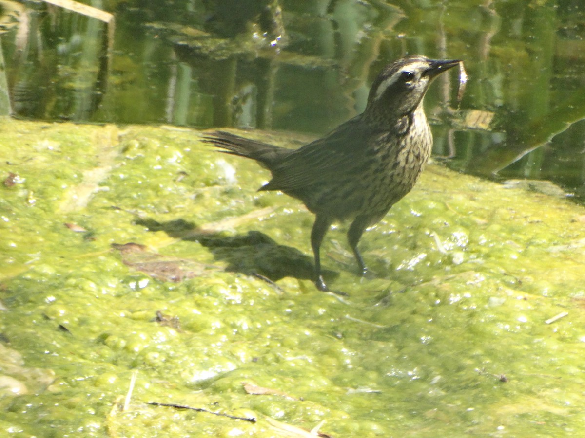 Золотистоплечий курен - ML645190523