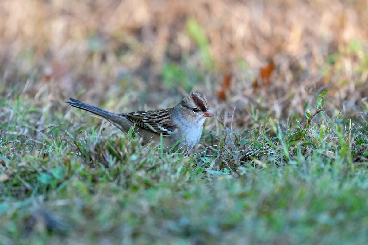 Белобровая овсянка - ML645190524