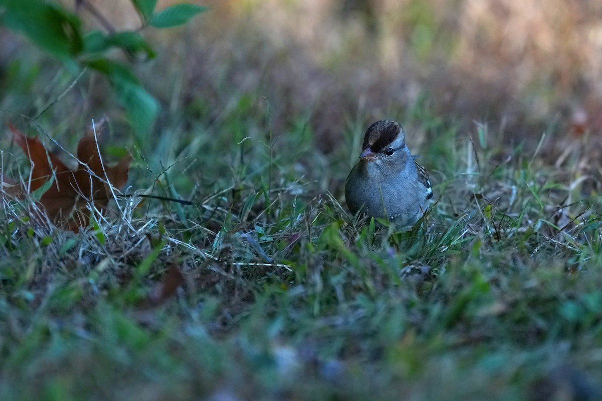 Белобровая овсянка - ML645190525