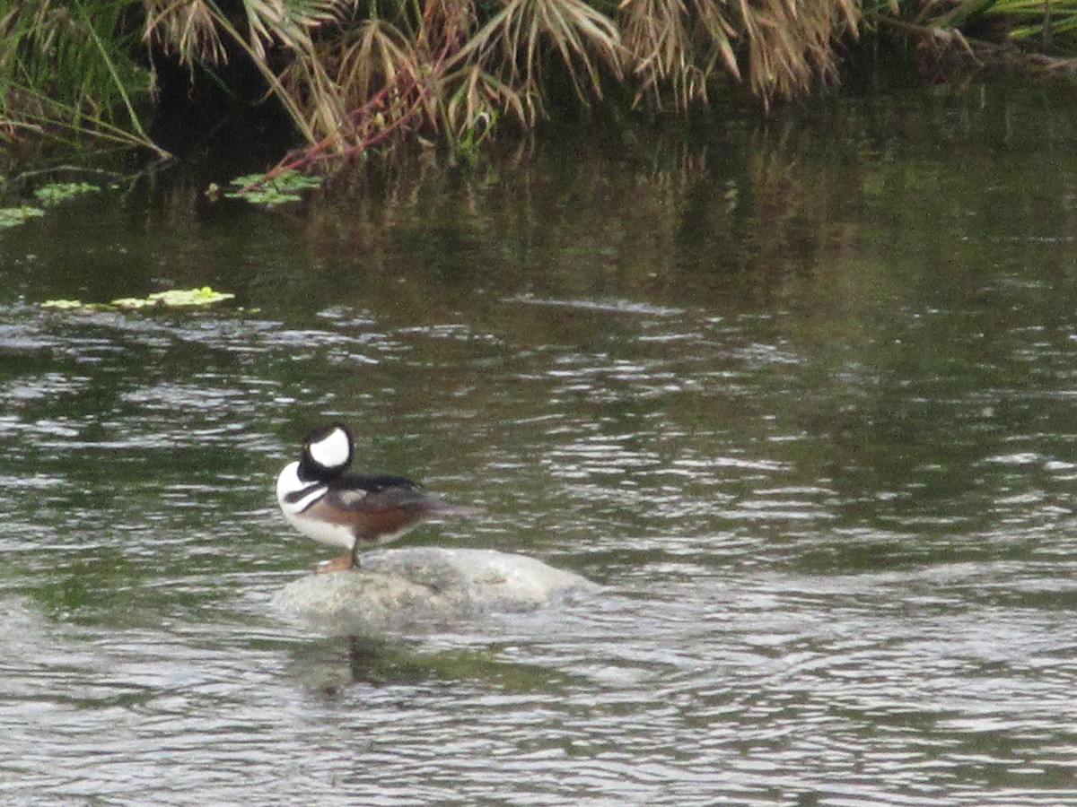 Капюшоновый крохаль - ML645190526