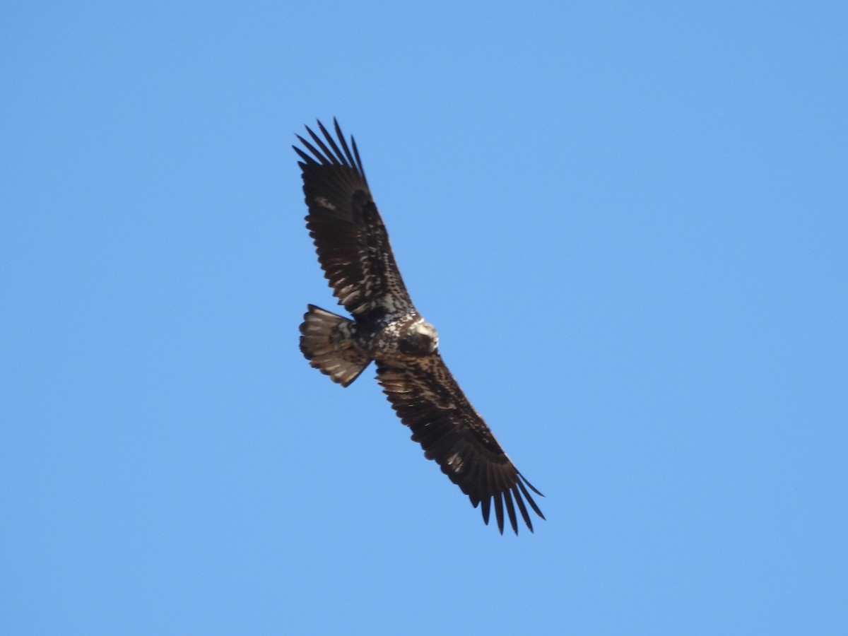 Белоголовый орлан - ML645190527