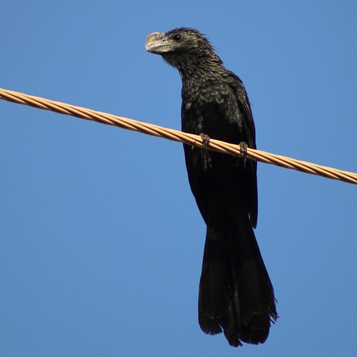 Гладкоклювая ани - ML645190528