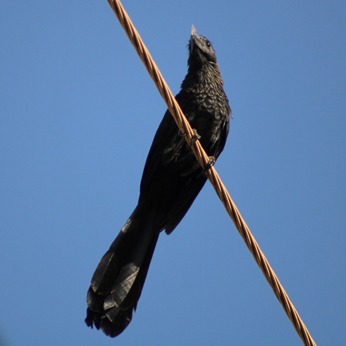 Гладкоклювая ани - ML645190529