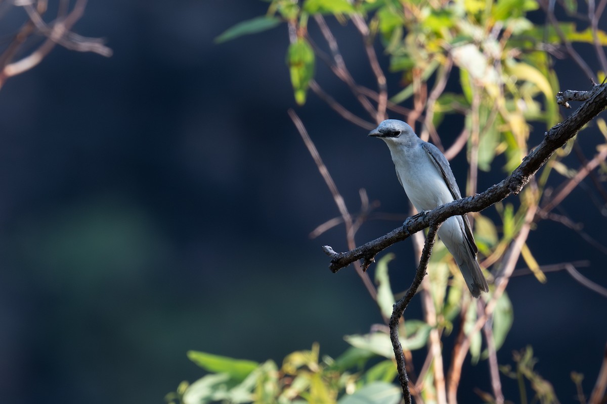 Белобрюхий воронец - ML645190530