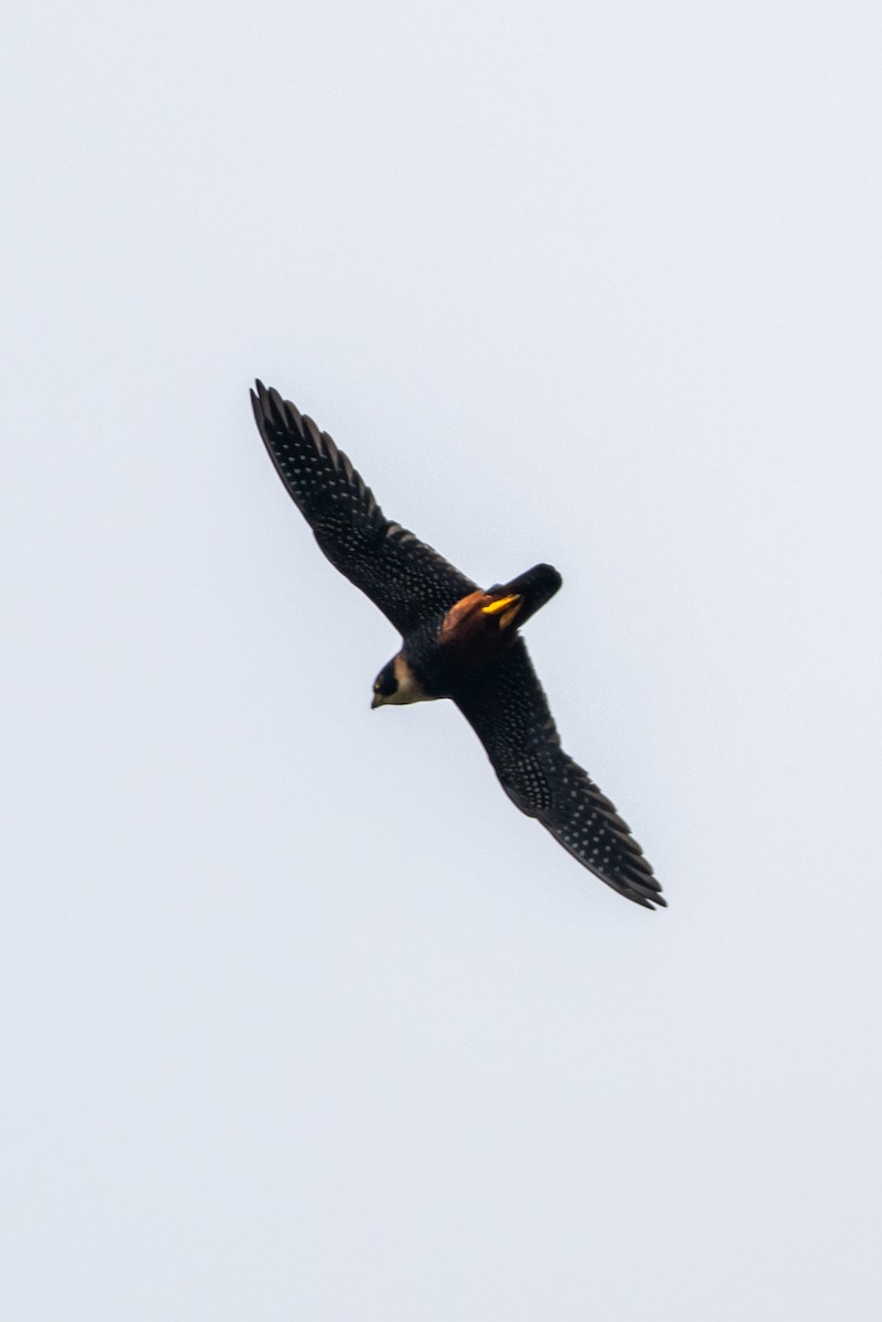 Bat Falcon - ML645190532