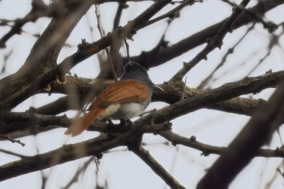 Индокитайская райская мухоловка - ML645190533