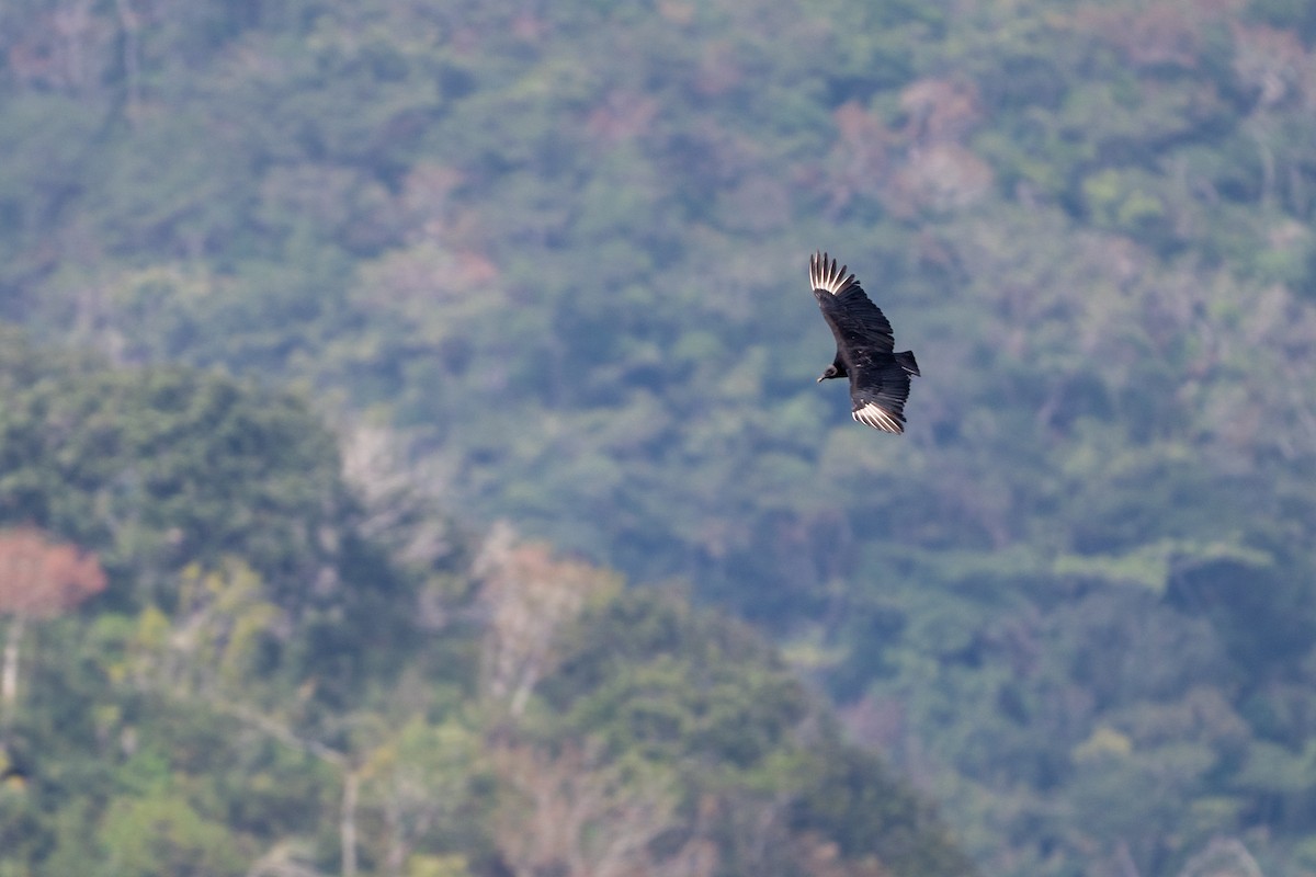 Black Vulture - ML645190534
