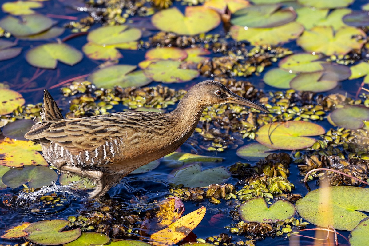 Королевский пастушок - ML645190535