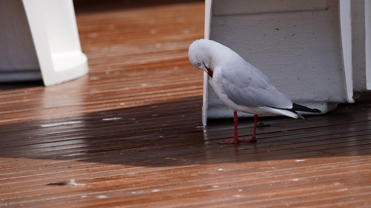 Австралийская чайка - ML645190536