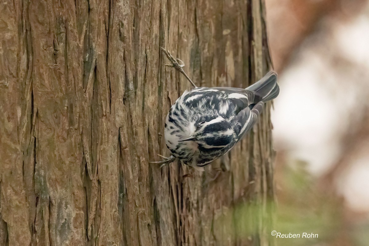 Пищуховая древесница - ML645190537