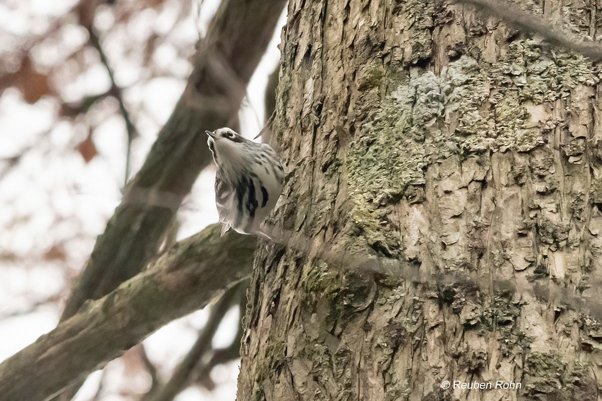 Пищуховая древесница - ML645190538