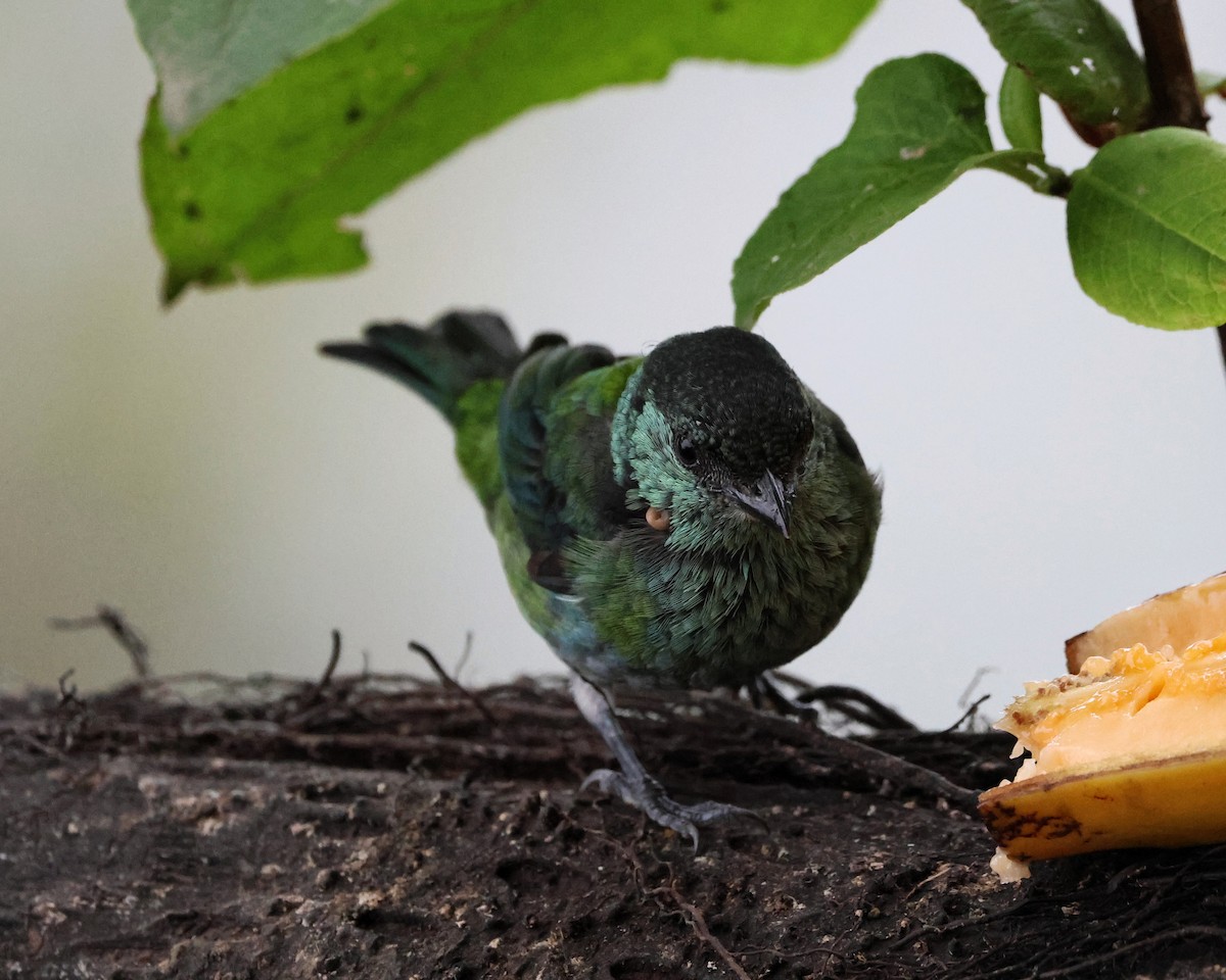Black-capped Tanager - ML645190539