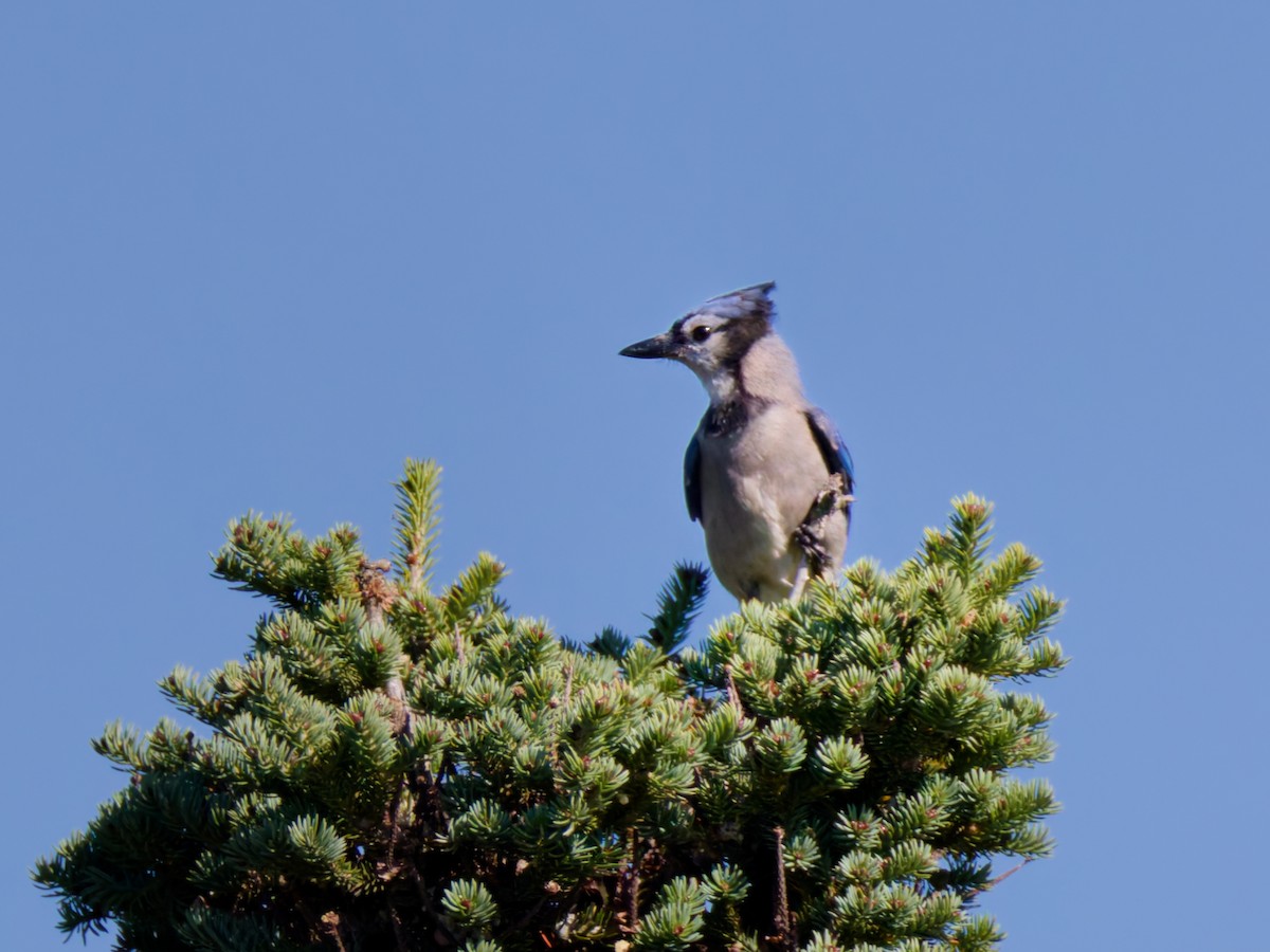 Geai bleu - ML645190551