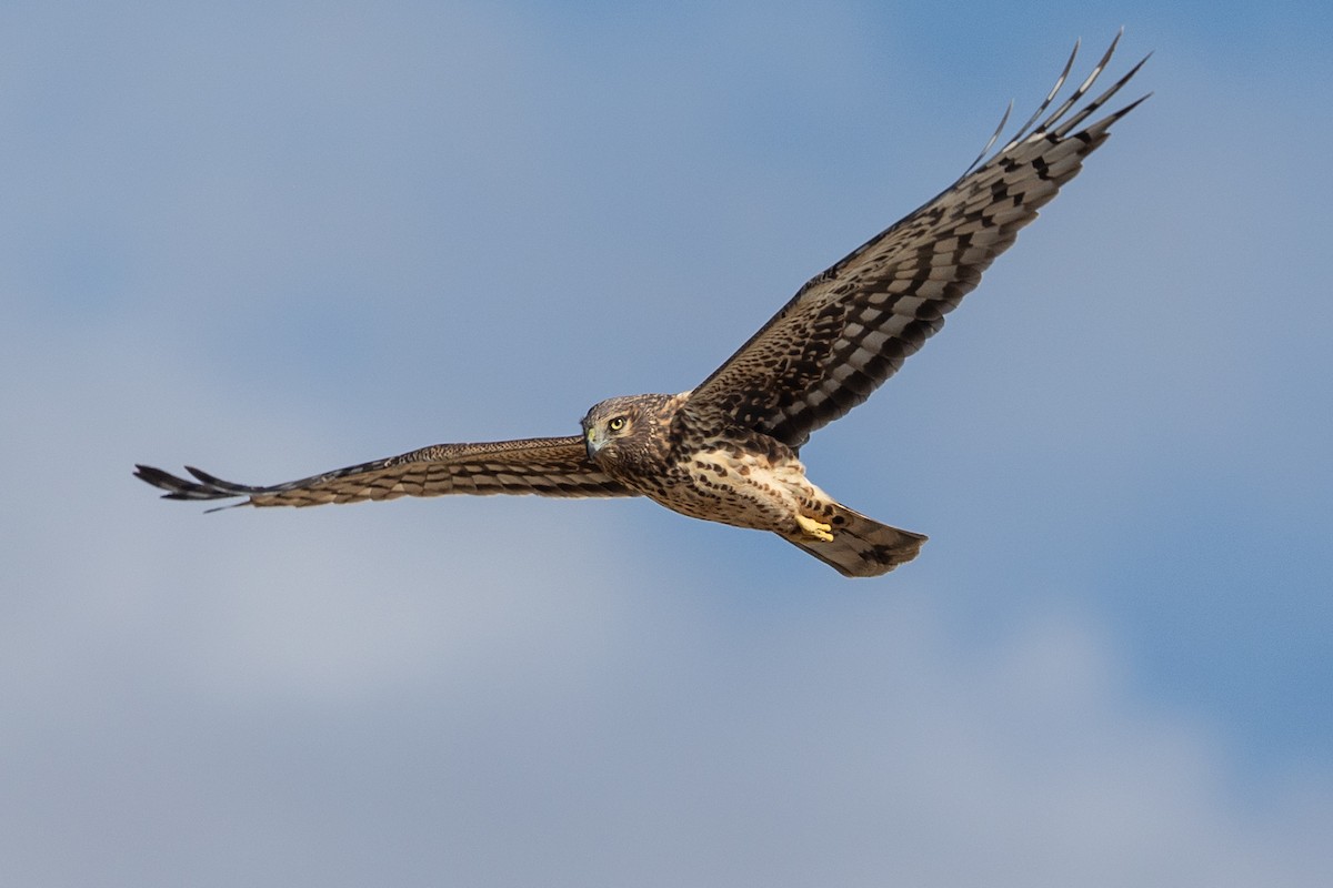 mørkmyrhauk - ML645190553