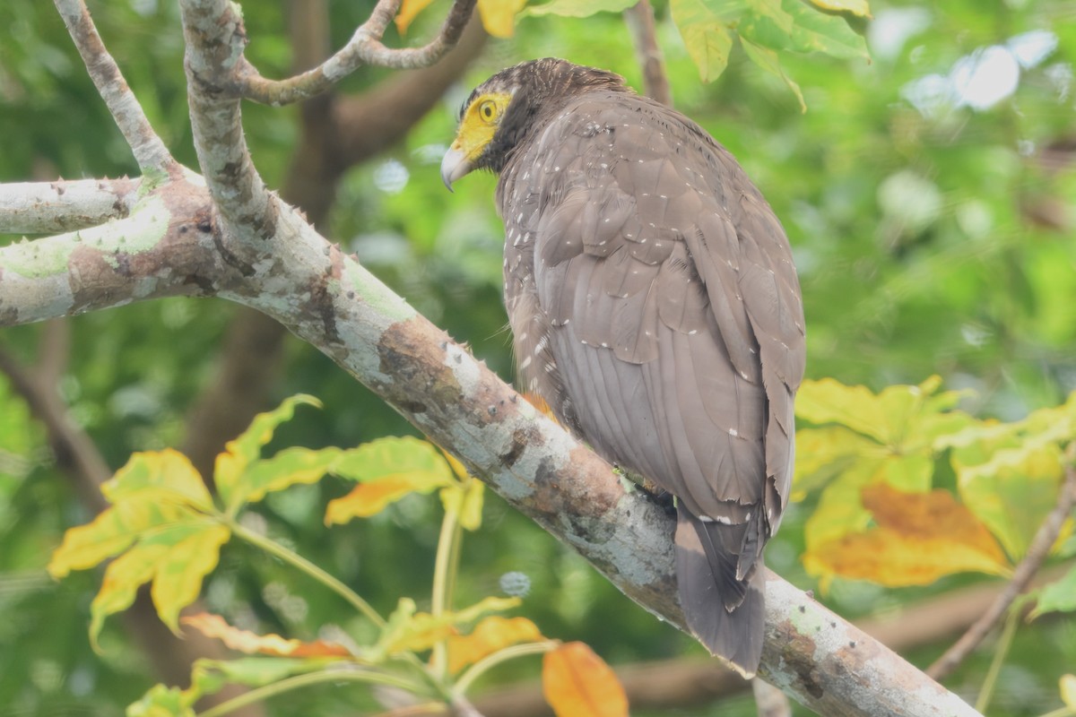 Andaman Serpent-Eagle - ML645190556