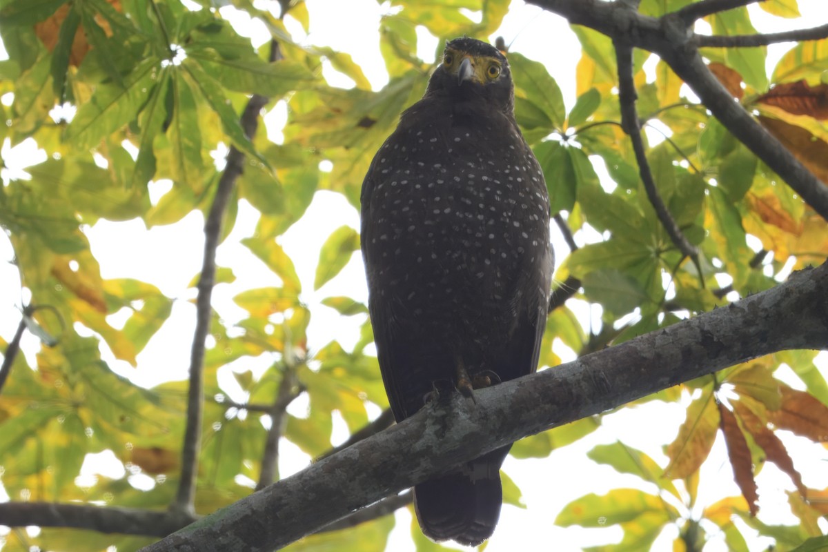 Andaman Serpent-Eagle - ML645190557