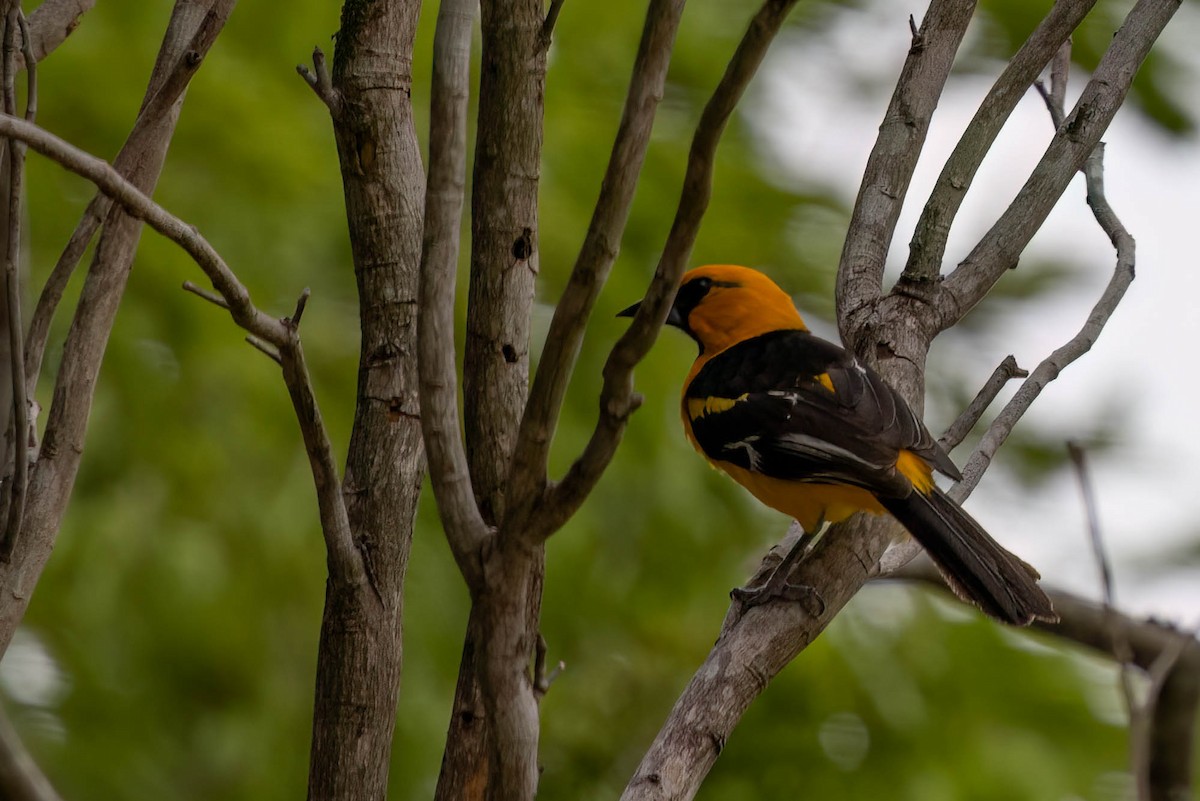 Altamira Oriole - ML645190559