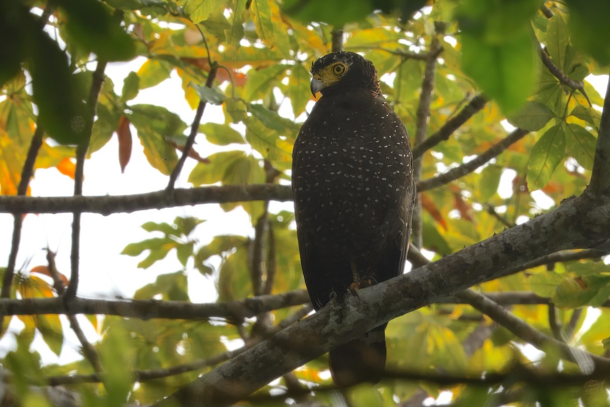 Andaman Serpent-Eagle - ML645190560