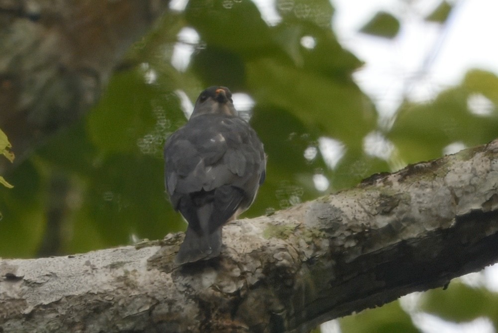 Chinese Sparrowhawk - ML645190570