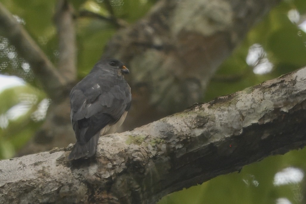 Chinese Sparrowhawk - ML645190573