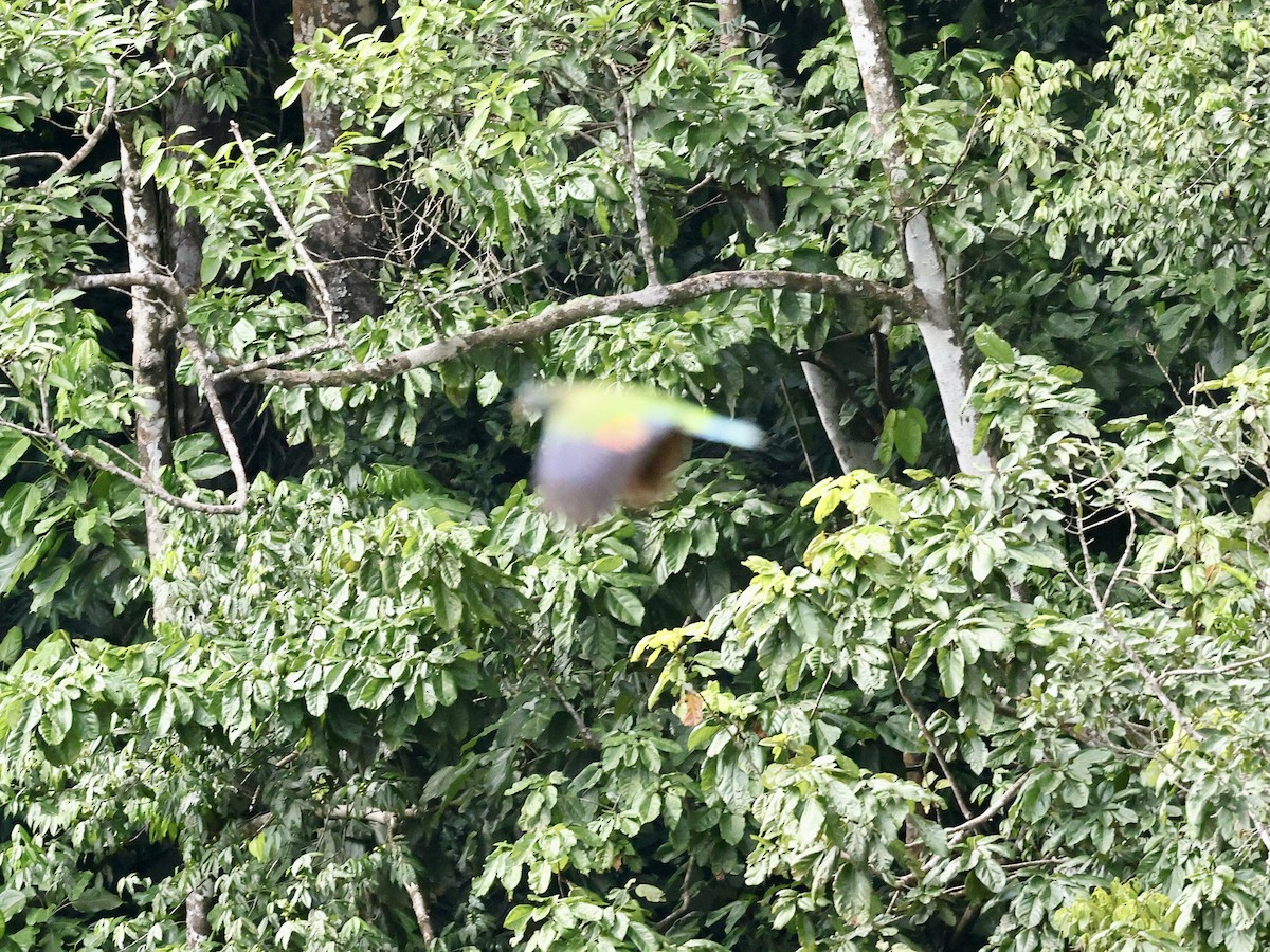 St. Lucia Amazon - ML645190574