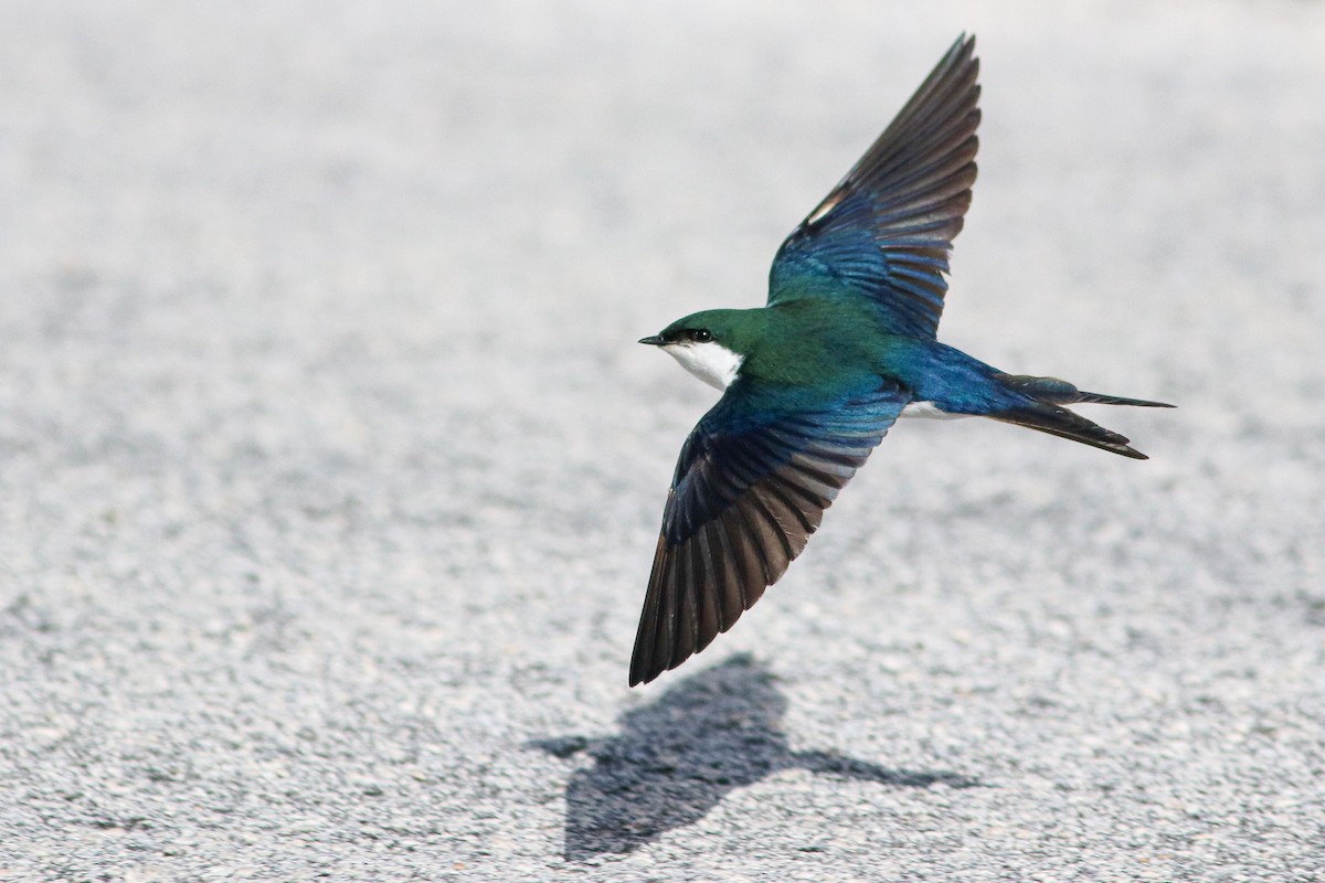 Bahama Swallow - ML645190576