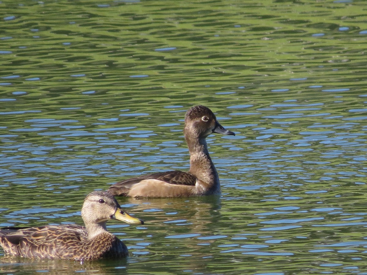 Ring-necked Duck - ML645190579