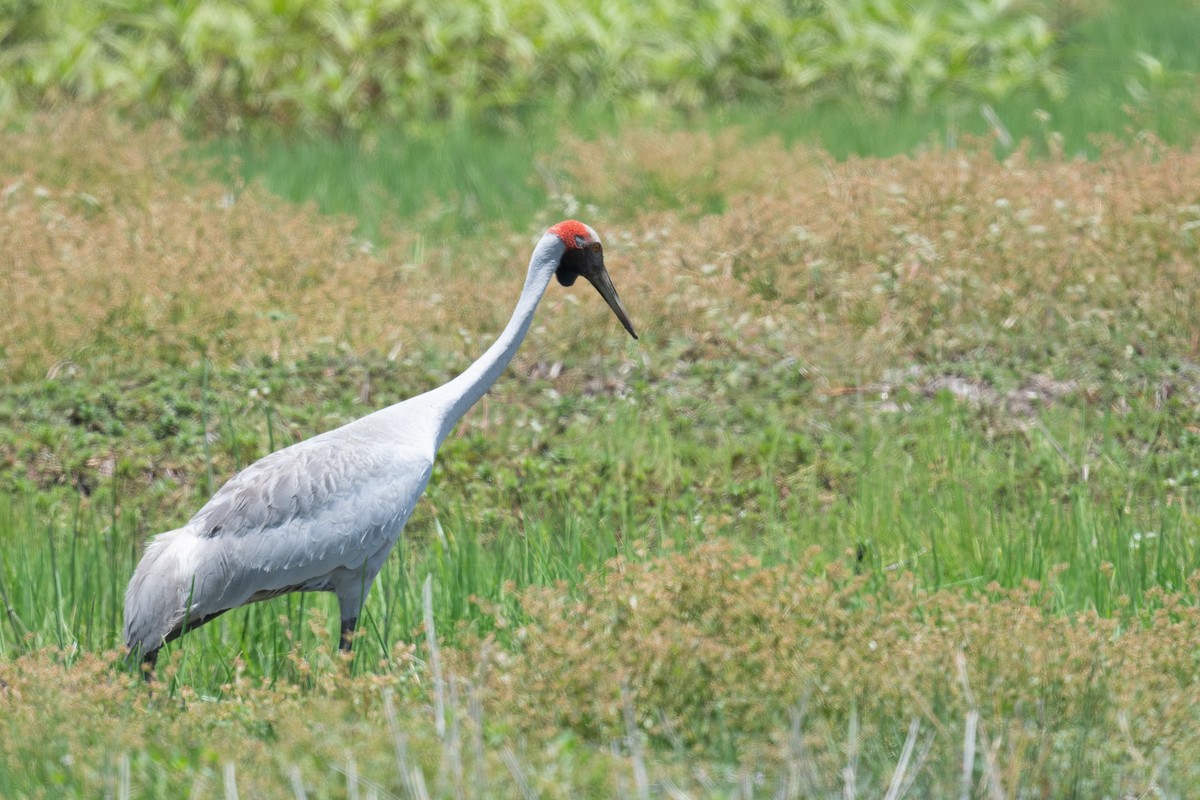 Brolga - ML645190581