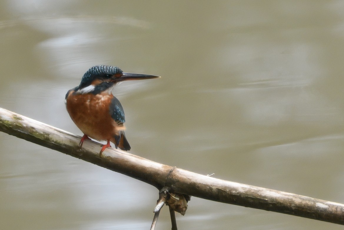 Common Kingfisher - ML645190592